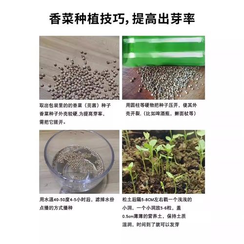 农家香菜种子苗春夏秋冬四季盆栽蔬菜种籽耐寒适合阳台小香菜盆栽 - 图2