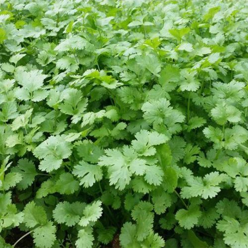 农家香菜种子苗春夏秋冬四季盆栽蔬菜种籽耐寒适合阳台小香菜盆栽 - 图1