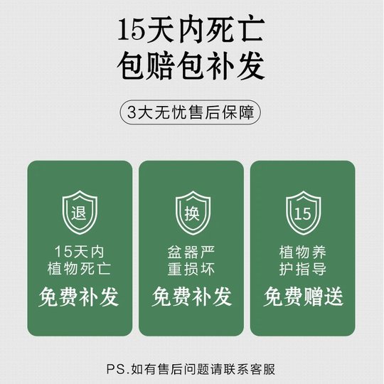 Money tree indoor easy maintenance lazy desktop antique potted flowers and green plants foliage drought-resistant