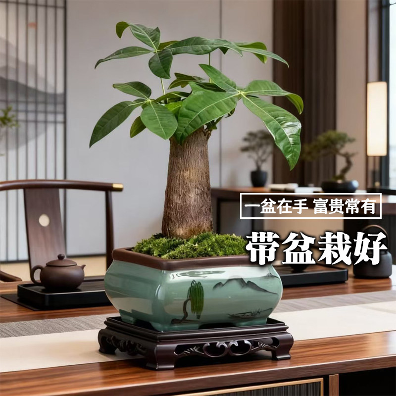 发财树小盆栽花卉植物桌面室内摆件四季好养绿植客厅原生招财树苗,淘宝优惠券,粉丝福利购,淘宝优惠卷
