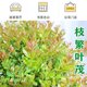 Small-leaf red nan plant bonsai mini desktop indoor flower plant office desk small green plant potted plant.