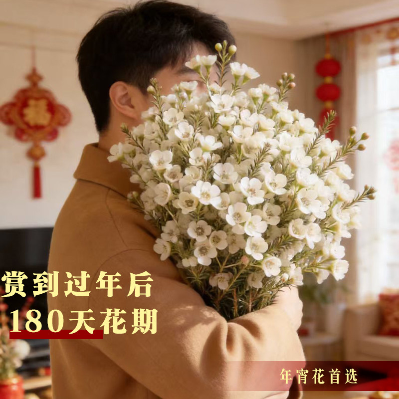 澳洲腊梅鲜花鲜切花束客厅水养干花插花云南基地直发摆件年宵真花