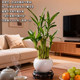 Lucky bamboo purifies the air, attracts wealth and prospers the house as a potted plant