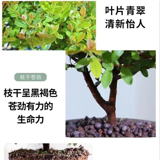 Small-leaf red nan plant bonsai mini desktop indoor flower plant office desk small green plant potted plant.
