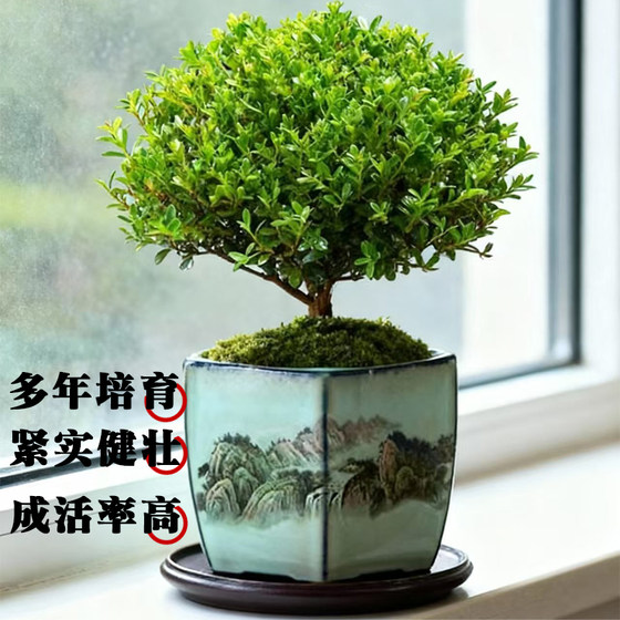 The four-season evergreen small-leaf Phoebe is easy to feed and has good looks.