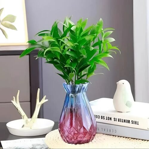 【水培竹柏】水养盆栽绿植水培竹柏花卉客厅办公好养四季常青-xw2 - 图1