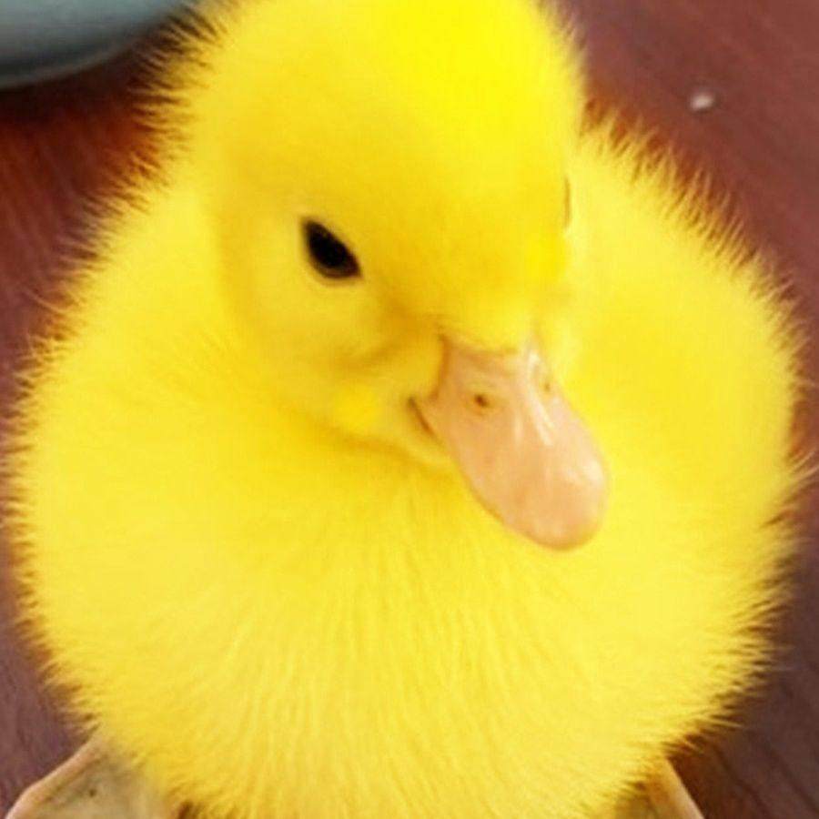 小黄鸭宠物鸭饲养鸭网红鸭活鸭幼鸭纯黄鸭长不大的鸭子活鸭,淘宝优惠券,粉丝福利购,淘宝优惠卷