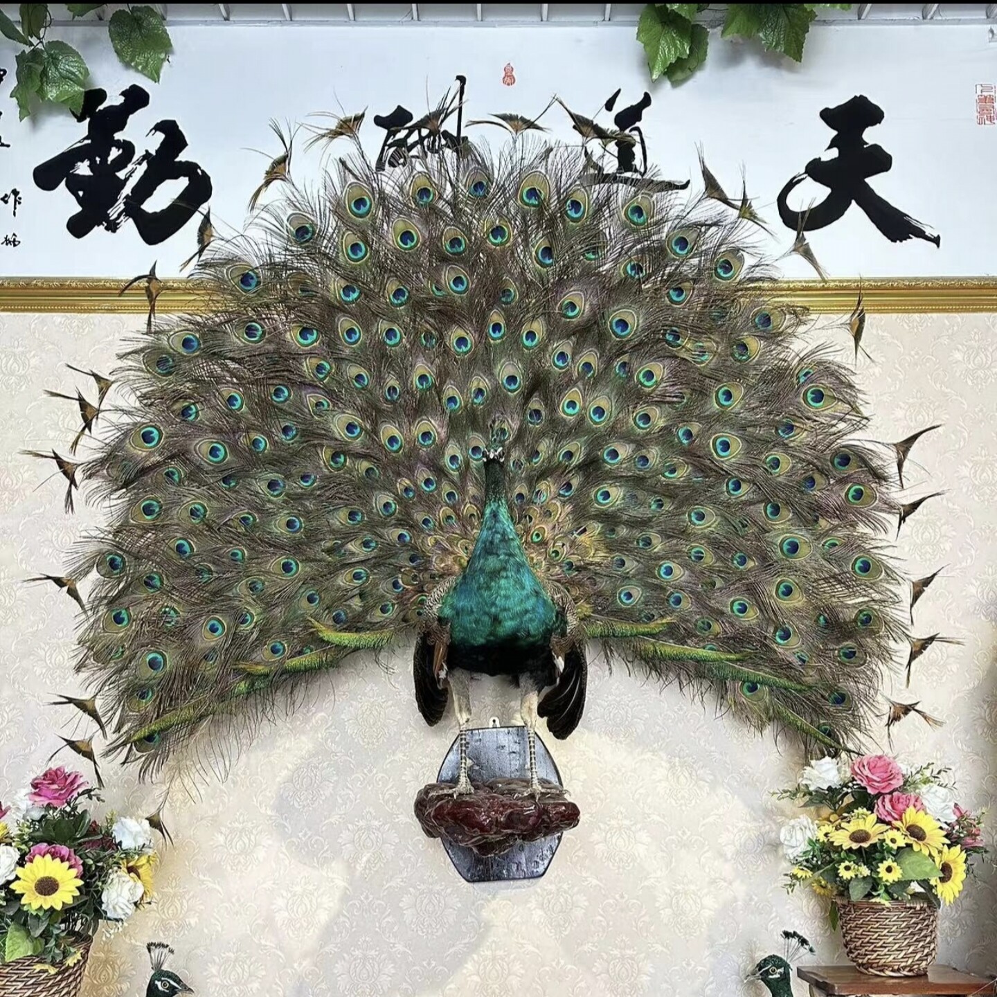 蓝白孔雀标本全真羽毛落地摆件客厅酒店装饰家居工艺精品开业送礼