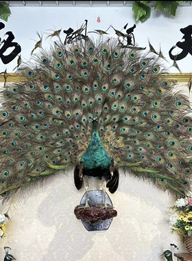 蓝白孔雀标本全真羽毛落地摆件客厅酒店装饰家居工艺精品开业送礼