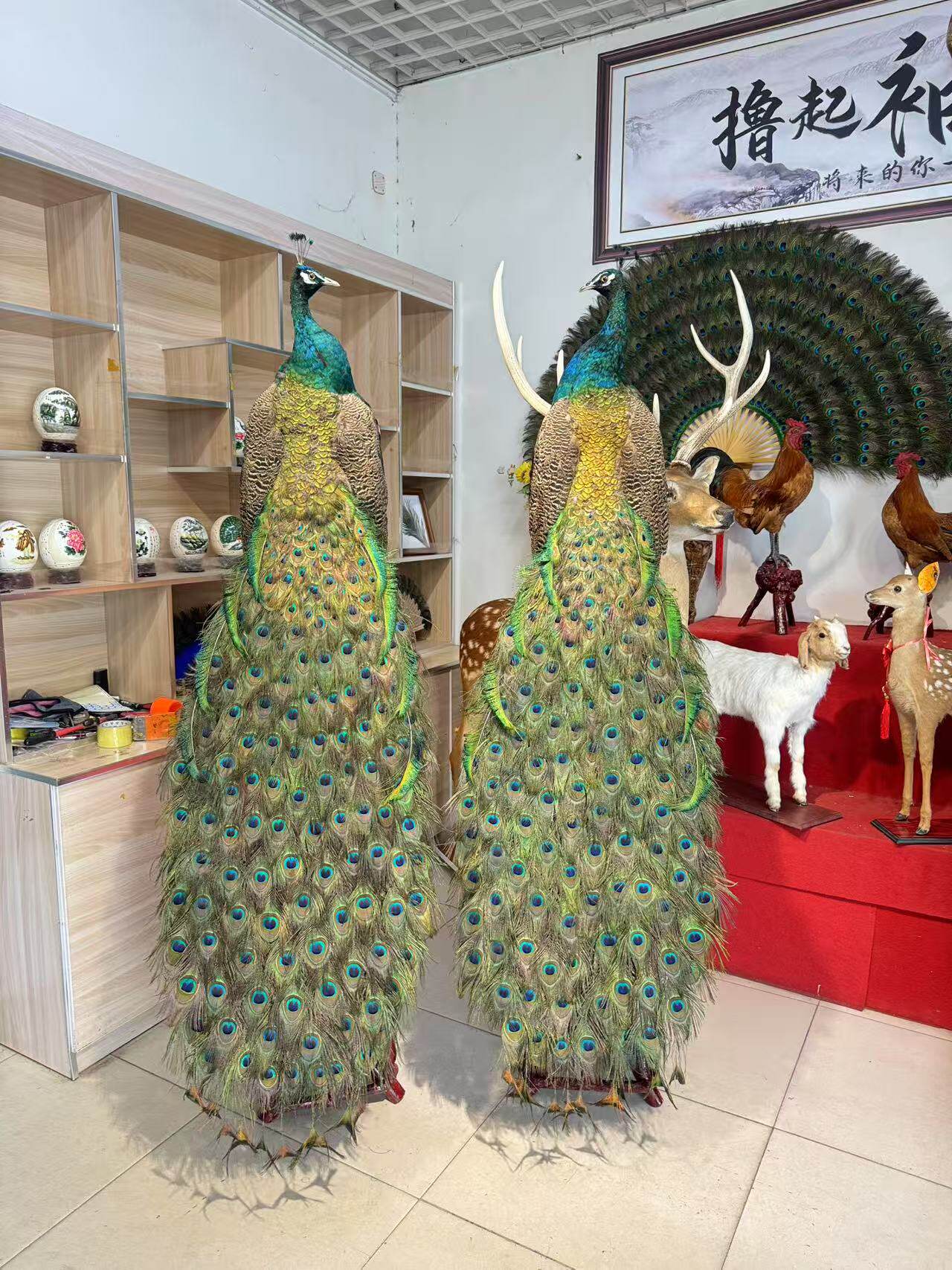 蓝白孔雀标本全真羽毛落地摆件客厅酒店装饰家居工艺精品开业送礼