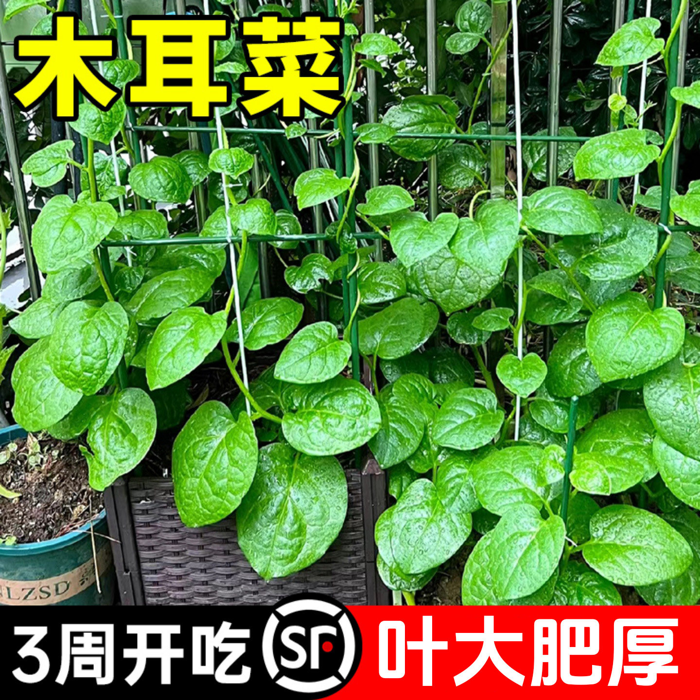 四季菜苗老品种爬藤大叶木耳菜苗秧苗小叶木耳菜种秋季蔬菜苗带土,淘宝优惠券,粉丝福利购,淘宝优惠卷