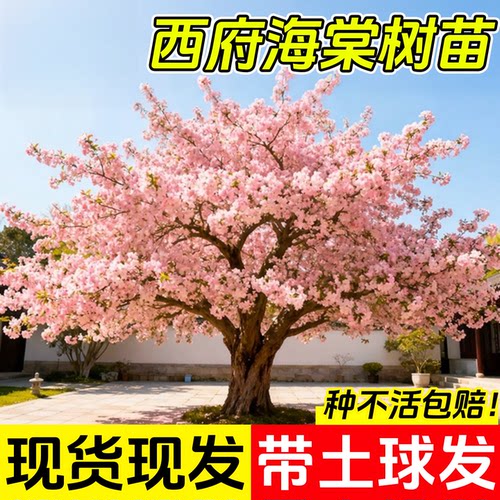 特大海棠树苗高杆西府垂丝海棠果树庭院盆栽地四季好养大型风景树 - 图1