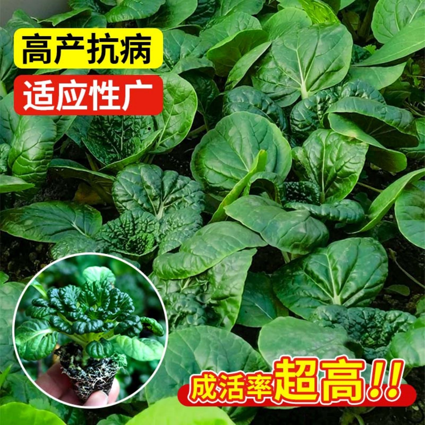 黄心乌塌菜苗秧苗乌秧苗秋冬耐寒黑心乌塌菜苗种子蔬菜苗秧苗,淘宝优惠券,粉丝福利购,淘宝优惠卷