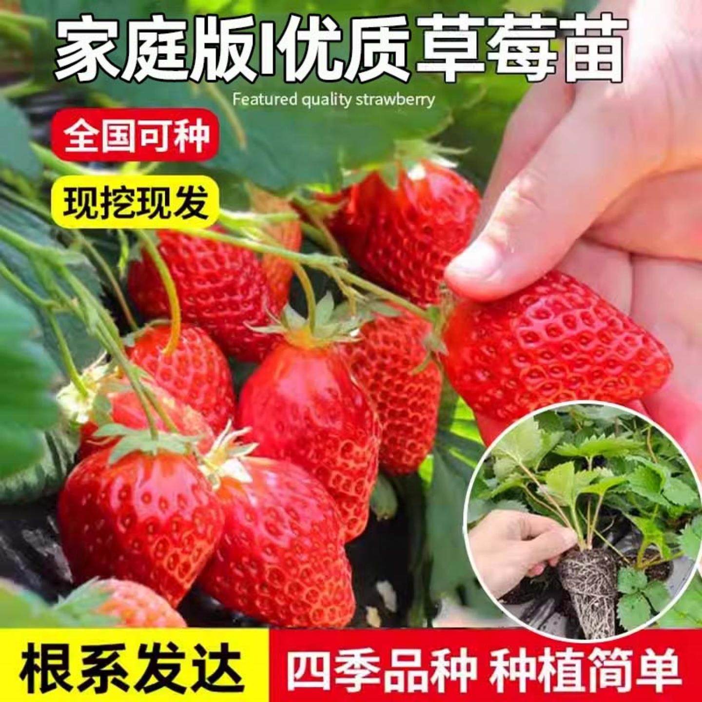 奶油草莓种子四季盆栽超甜奶油大果白草莓籽养不死蔬菜水果种孑苗,淘宝优惠券,粉丝福利购,淘宝优惠卷