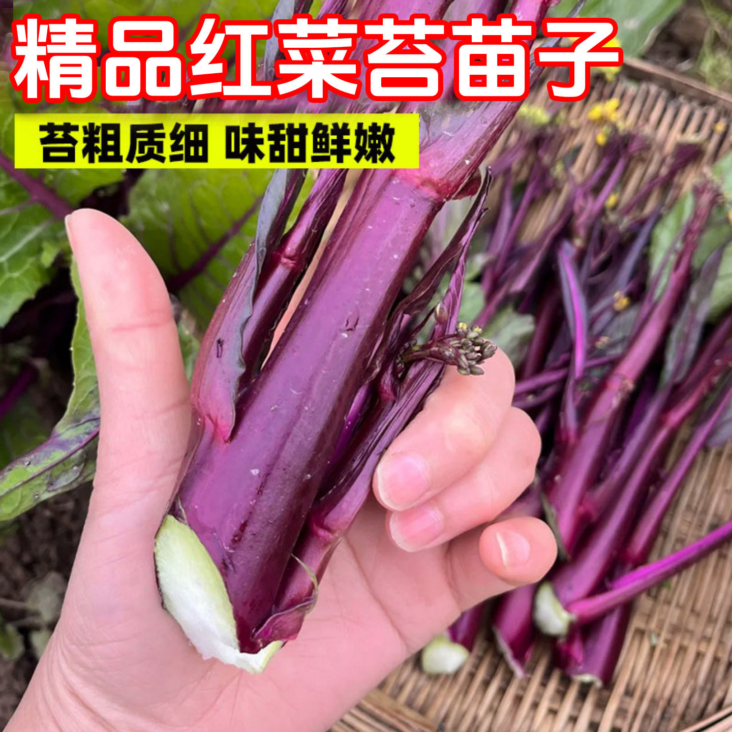 红菜苔苗子四季甜菜心苗子阳台盆栽早熟青菜苔油菜菜芯白菜苔秧苗,淘宝优惠券,粉丝福利购,淘宝优惠卷
