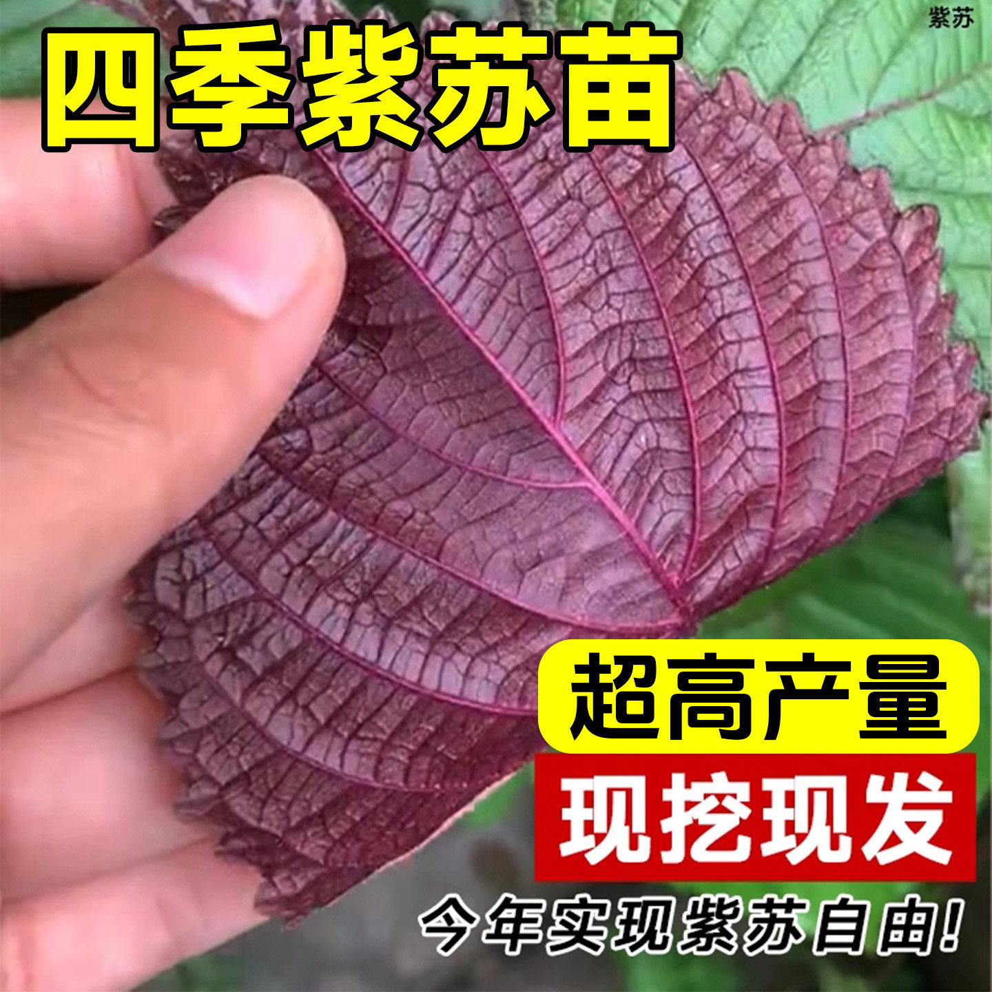 双面大叶可食用紫苏苗秧苗带土盆栽鸡冠紫苏种籽观音四季老品种,淘宝优惠券,粉丝福利购,淘宝优惠卷