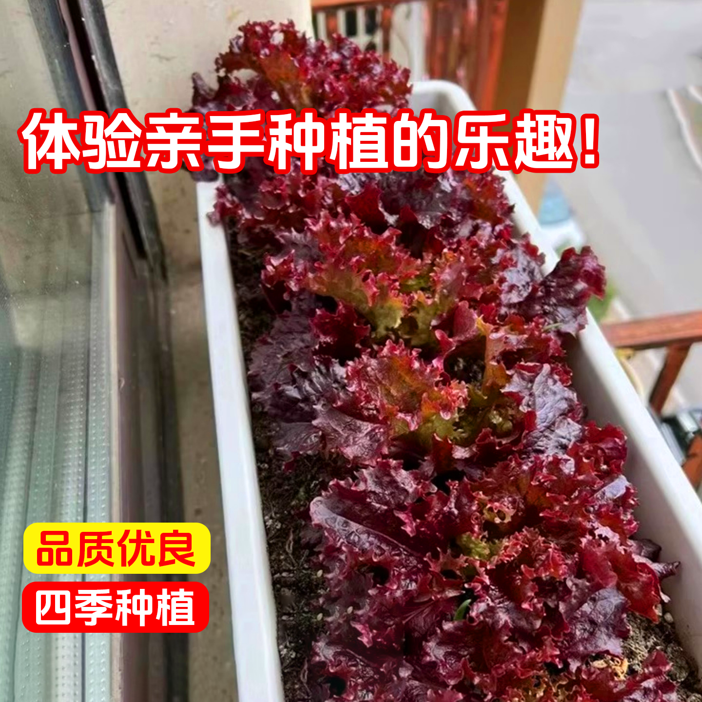 紫叶生菜种子有机沙拉菜种子四季种植耐寒热庭院大田蔬菜种子菜籽,淘宝优惠券,粉丝福利购,淘宝优惠卷