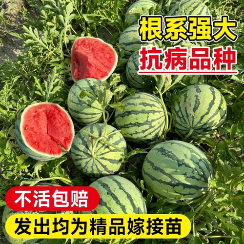8424西瓜苗秧嫁接麒麟大西瓜盆栽种籽南方无籽西瓜水果蔬菜苗秧苗 - 图1