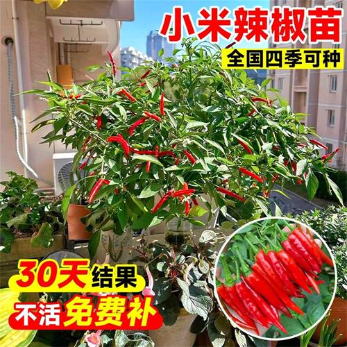 七彩椒种籽五彩辣椒种子灯笼秧苗家庭阳台蔬菜种孑盆栽四季种植苗 - 图2