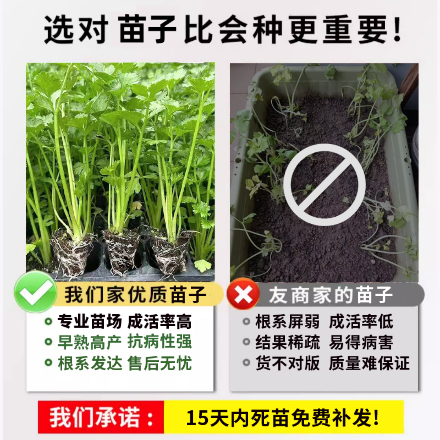 根芹球根芹疙瘩山东地中海根芹耐寒秋冬蔬菜正宗根芹老桩阳台种球,淘宝优惠券,粉丝福利购,淘宝优惠卷