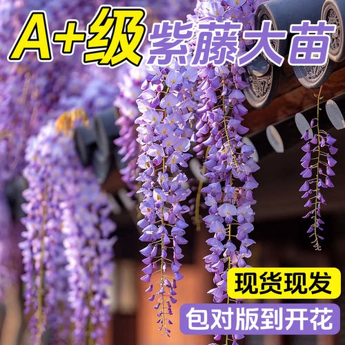 紫藤花树苗爬藤植物多花紫藤萝树苗阳台四季盆栽庭院老桩花卉开花 - 图0