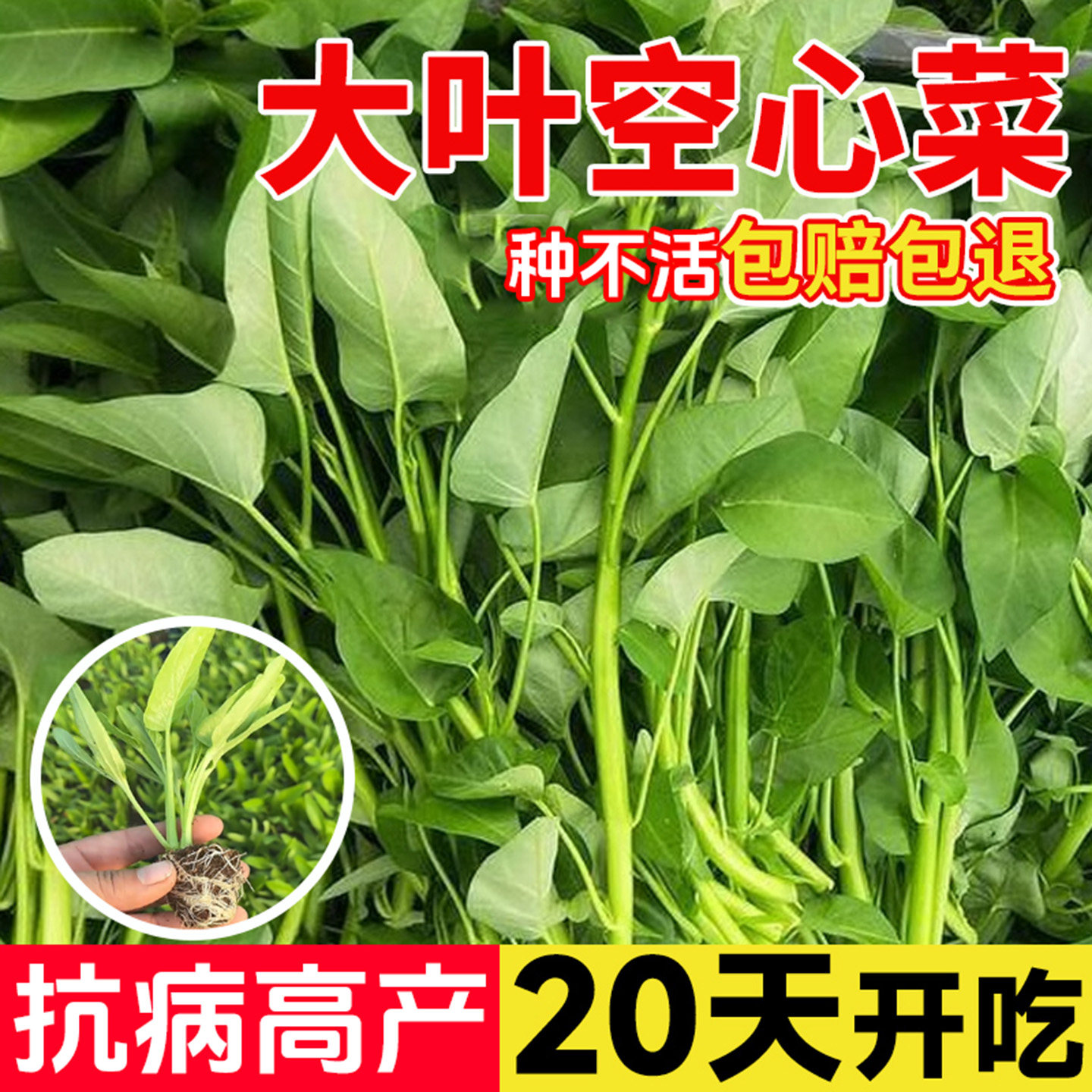 三叉空心菜苗子通心菜种籽四季高产阳台盆栽大叶青菜籽种蔬菜种孑,淘宝优惠券,粉丝福利购,淘宝优惠卷