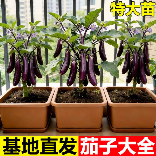 紫长茄秧苗茄子苗带土嫁接老品种黑紫茄杭茄种籽子春季蔬菜苗大全 - 图3