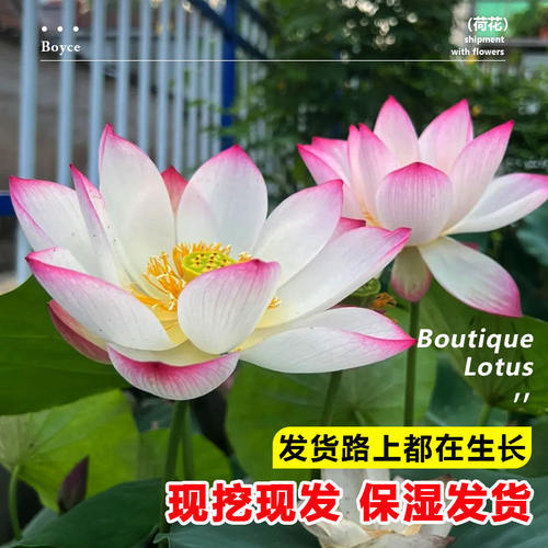 观赏荷花藕种盆栽水养食用莲花苗碗莲睡莲花卉种籽子水培池塘植物 - 图2