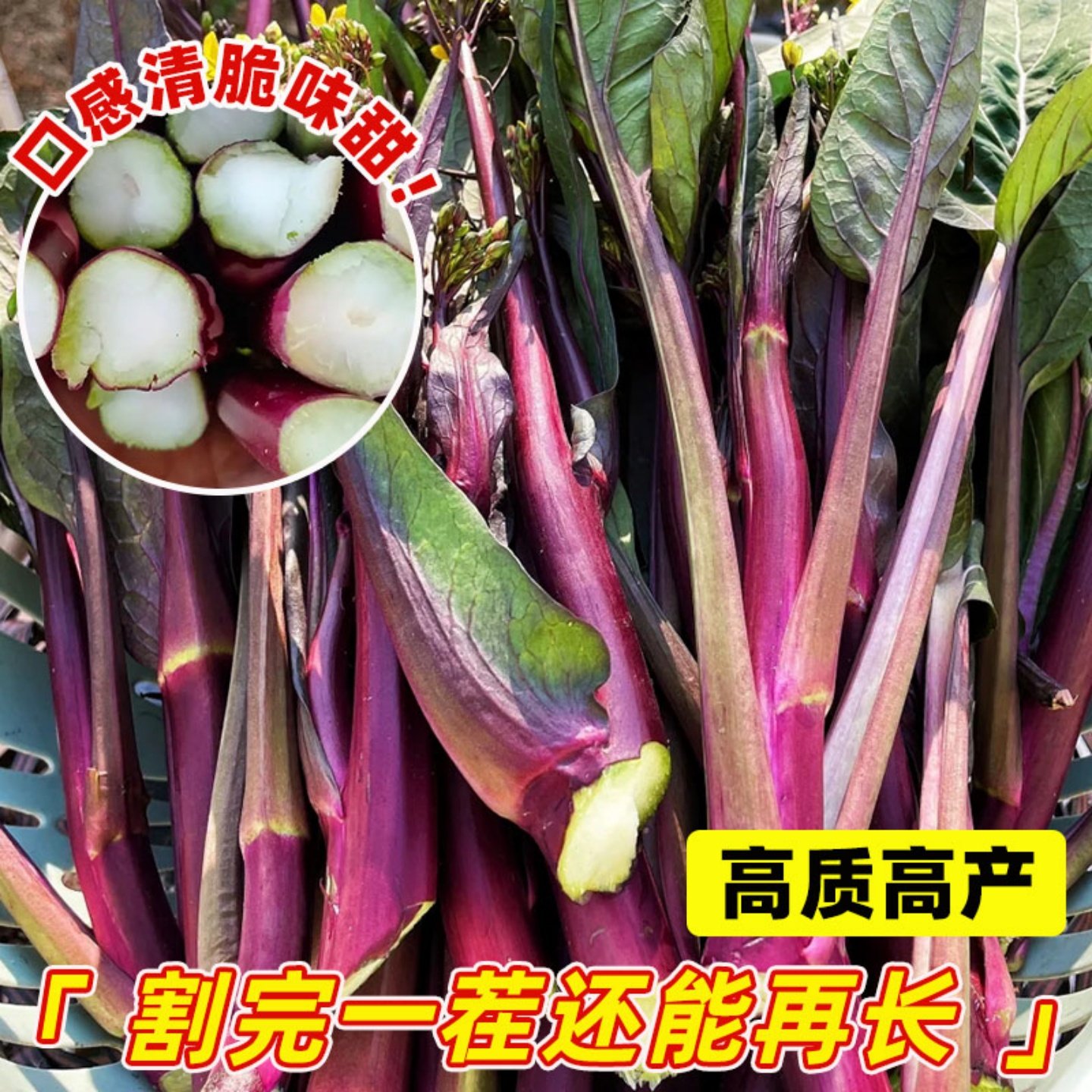 红菜苔苗子四季甜菜心苗子阳台盆栽早熟青菜苔油菜菜芯白菜苔秧苗,淘宝优惠券,粉丝福利购,淘宝优惠卷