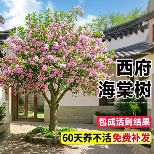 特大海棠树苗高杆西府垂丝海棠果树庭院盆栽地四季好养大型风景树 - 图0