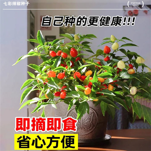 七彩椒种籽五彩辣椒种子灯笼秧苗家庭阳台蔬菜种孑盆栽四季种植苗 - 图0