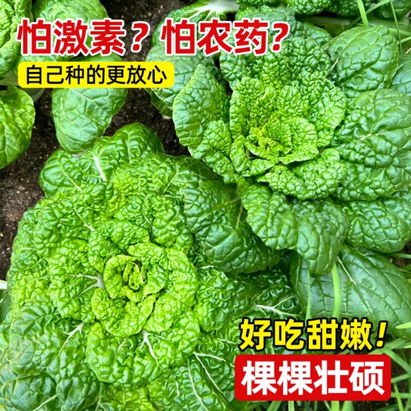 黄心乌塌菜苗秧苗乌秧苗秋冬耐寒黑心乌塌菜苗种子蔬菜苗秧苗,淘宝优惠券,粉丝福利购,淘宝优惠卷