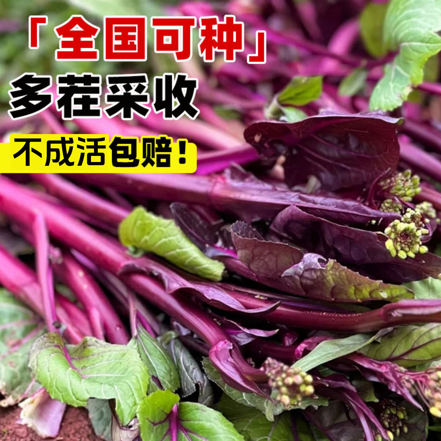 红菜苔苗子四季甜菜心苗子阳台盆栽早熟青菜苔油菜菜芯白菜苔秧苗,淘宝优惠券,粉丝福利购,淘宝优惠卷