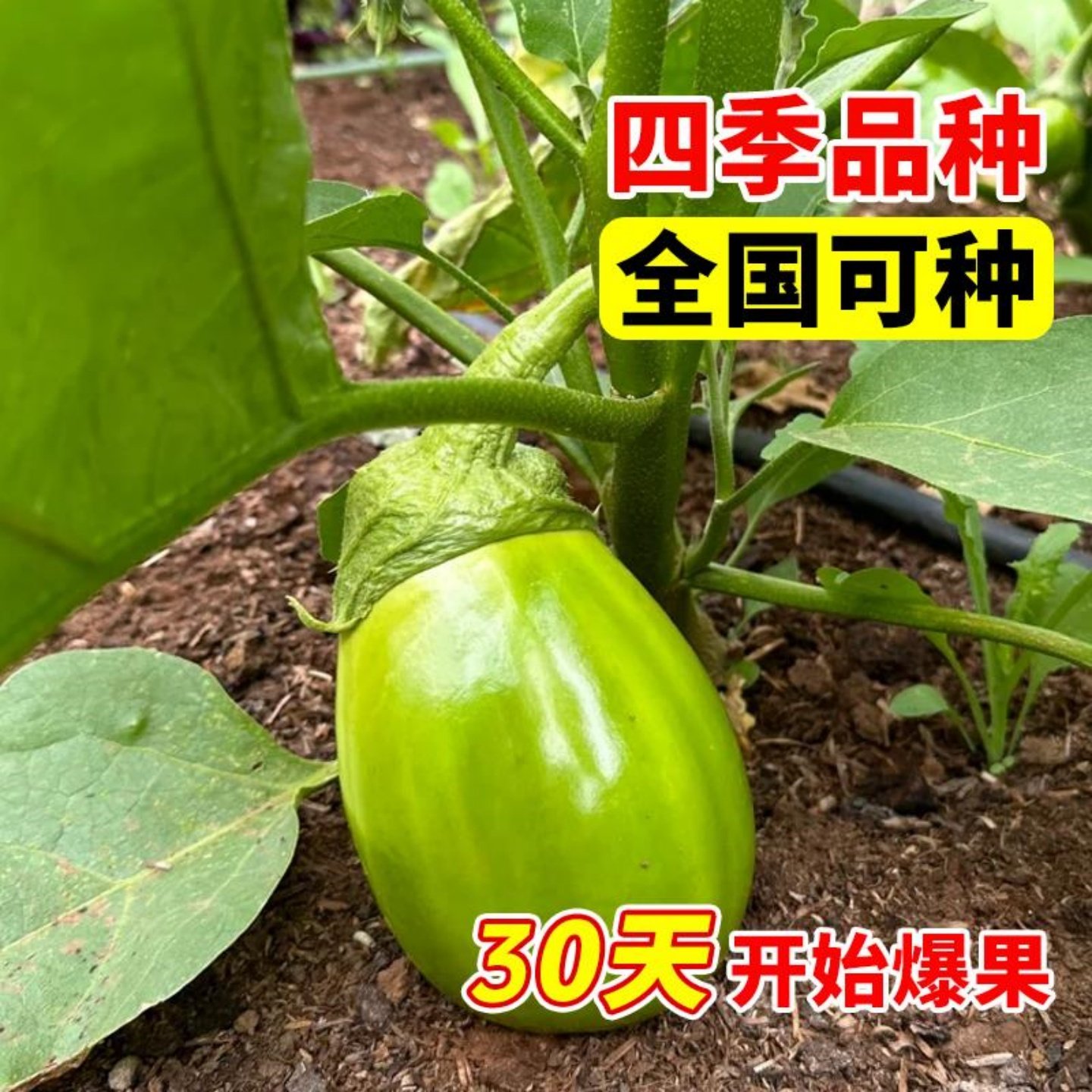 绿罐茄苗子圆茄种籽秧苗绿色茄子苗早熟绿皮茄菜园春秋季蔬菜秧苗,淘宝优惠券,粉丝福利购,淘宝优惠卷