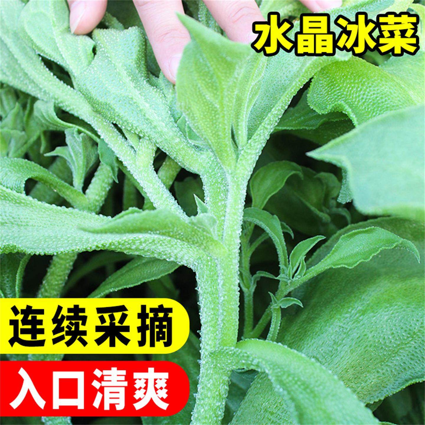 水晶四季大叶冰菜苗带土秧苗盆栽蔬菜种苗冰草幼苗阳台秋冬蔬菜苗,淘宝优惠券,粉丝福利购,淘宝优惠卷