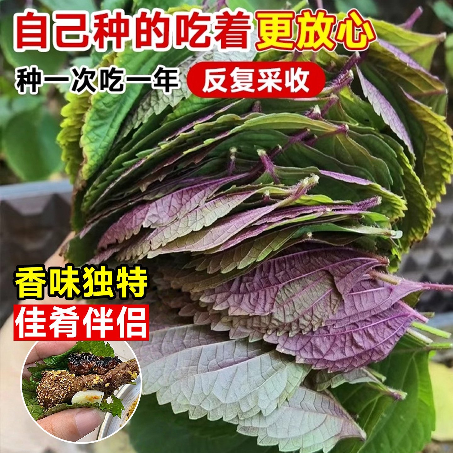 双面大叶可食用紫苏苗秧苗带土盆栽鸡冠紫苏种籽观音四季老品种,淘宝优惠券,粉丝福利购,淘宝优惠卷