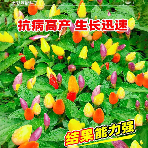 七彩椒种籽五彩辣椒种子灯笼秧苗家庭阳台蔬菜种孑盆栽四季种植苗 - 图1