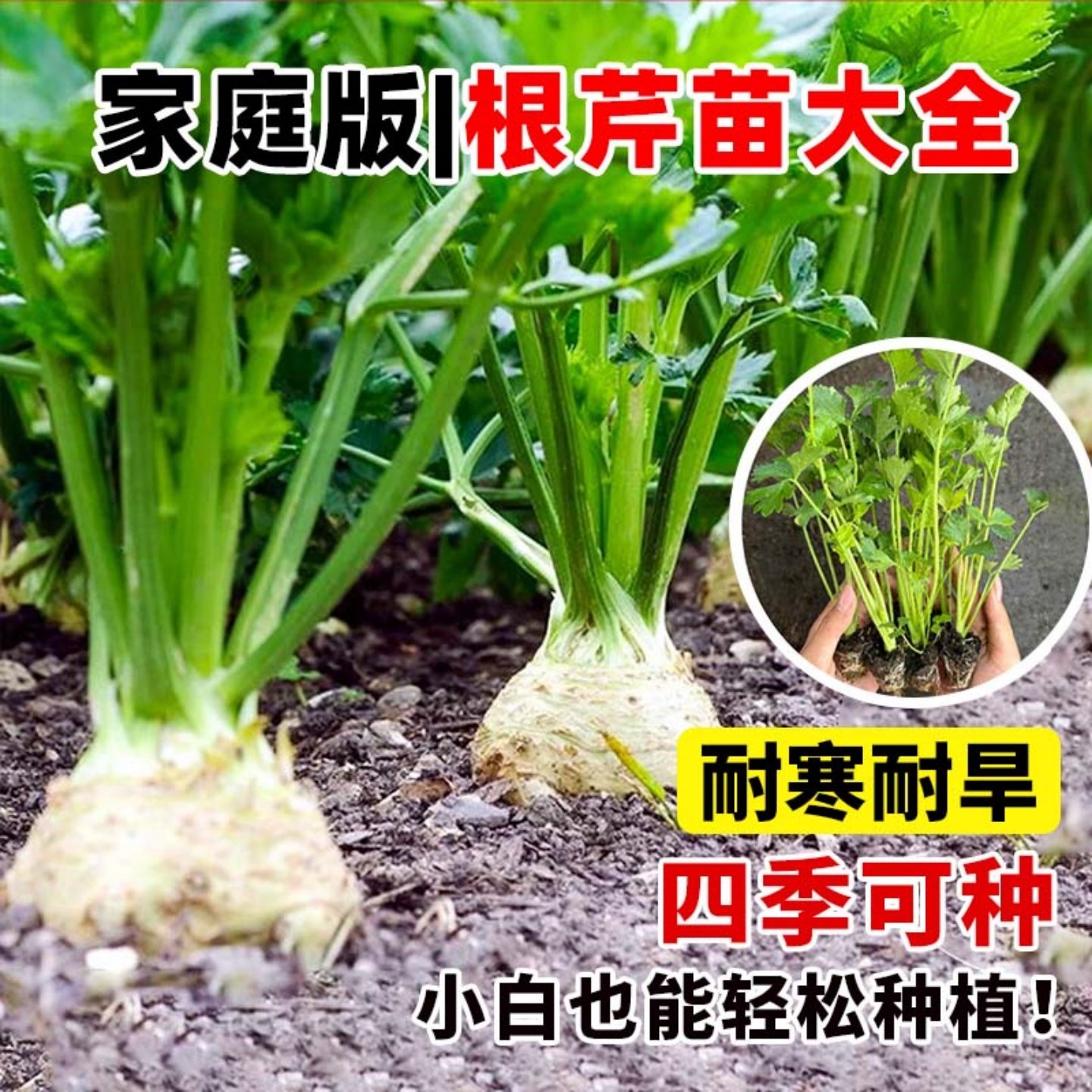 根芹球根芹疙瘩山东地中海根芹耐寒秋冬蔬菜正宗根芹老桩阳台种球,淘宝优惠券,粉丝福利购,淘宝优惠卷