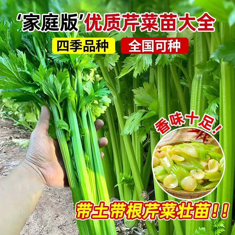 四季水果小香芹菜苗秧苗大芹菜苗老品种芹菜根苗芹种籽秋季蔬菜苗,淘宝优惠券,粉丝福利购,淘宝优惠卷