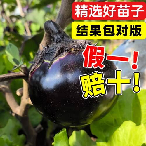 紫长茄秧苗茄子苗带土嫁接老品种黑紫茄杭茄种籽子春季蔬菜苗大全 - 图2