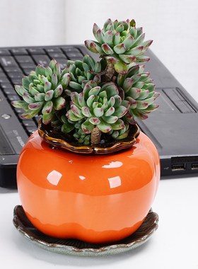 柿子有孔陶瓷花盆多肉绿植花瓶花架种花花器花盆客厅桌面玄关摆件