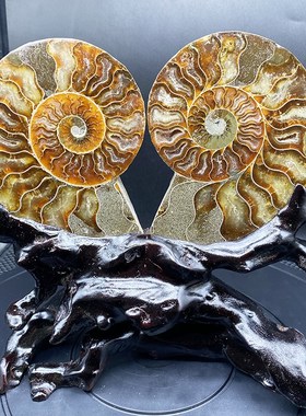 马达加斯加古生物化石斑彩螺菊石切片标本办公家居玄关观赏摆件