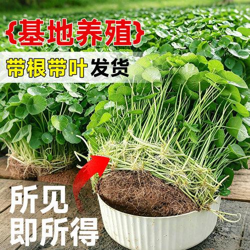 铜钱草水草鱼缸缸专用造景迷你植物全套生态火山石养鱼龟净化水质 - 图1