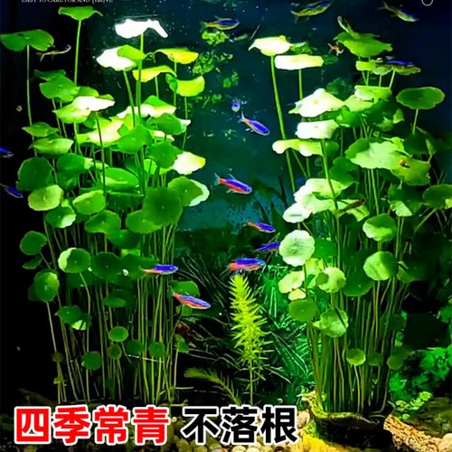 铜钱草懒人养鱼水草水培植物迷你增氧鱼缸生态专用造景净化水质的 - 图2