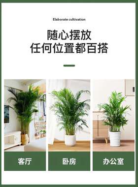散尾葵植物客厅盆栽适合办公室大型绿植凤尾竹室内落地式开业旺宅