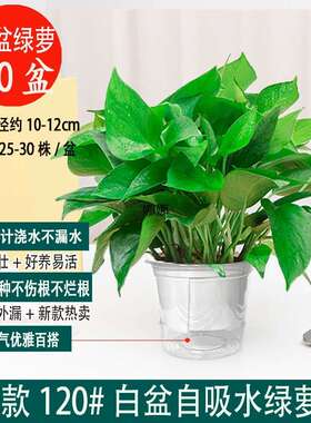 新房吸除甲醛绿萝盆栽室内植物净化空气绿植客厅大叶绿箩好养花卉