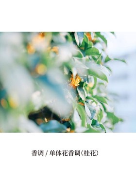 蔓野manye 桂语花香 单桂 香薰蜡烛无烟手工定制小众净化空气