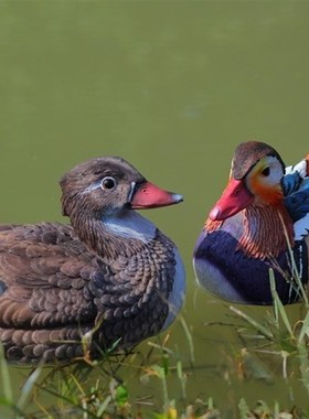 户外水池塘花园假山装饰婚庆道具仿真动物鸳鸯树脂摆件工艺品结婚