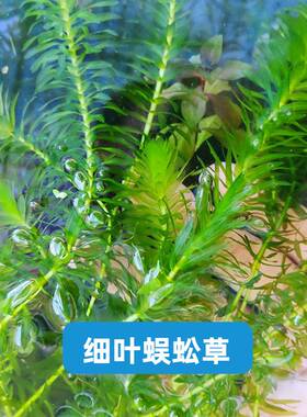 懒人水草增氧鱼缸造景绿菊蜈蚣草绿羽毛红丁香红松尾中后景水蕴草