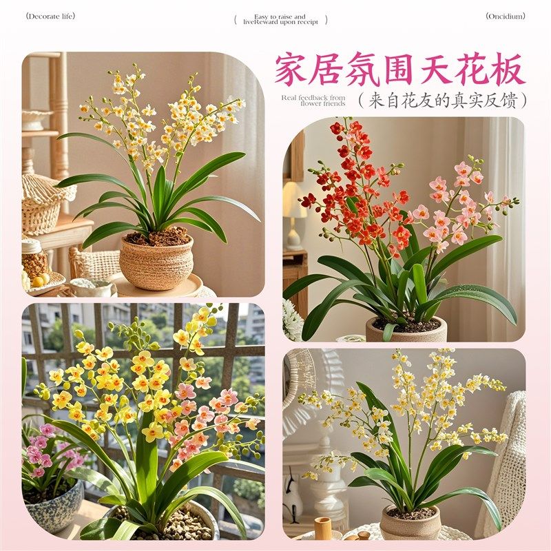 文心兰盆栽带花苞花苗梦香兰室内四季开花卉兰花阳台桌面好养绿植 - 图3